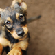 Image for article titled The 7 Deadly Sins of Dog Ownership